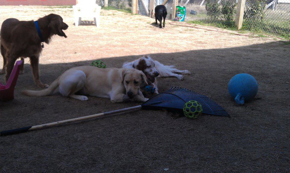 Outer Banks Bark and Park dog sitting services